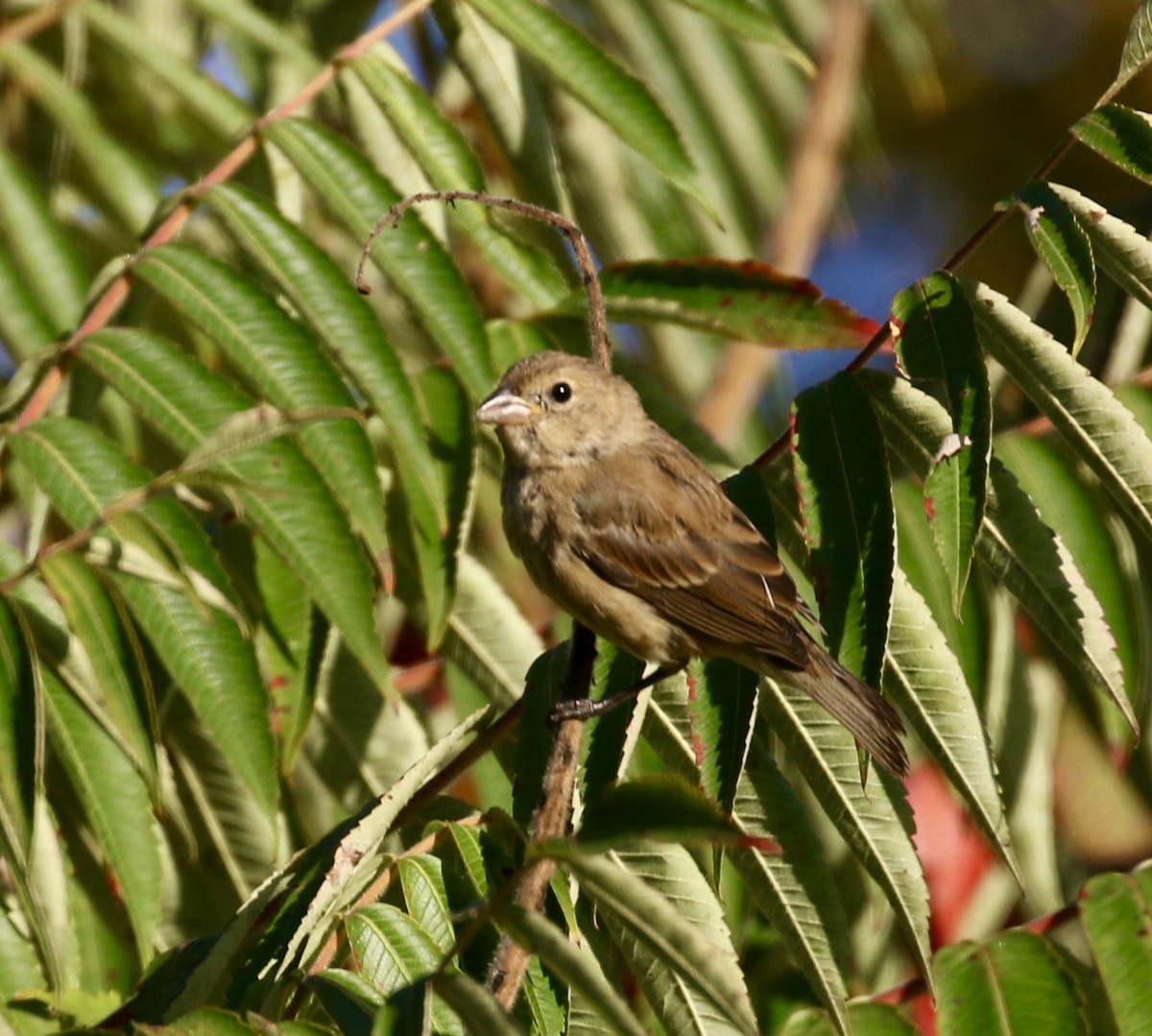 Indigo Bunting - ML642214220