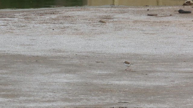 Collared Plover - ML642214271