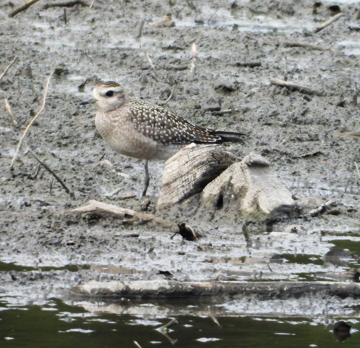American Golden-Plover - ML642214284