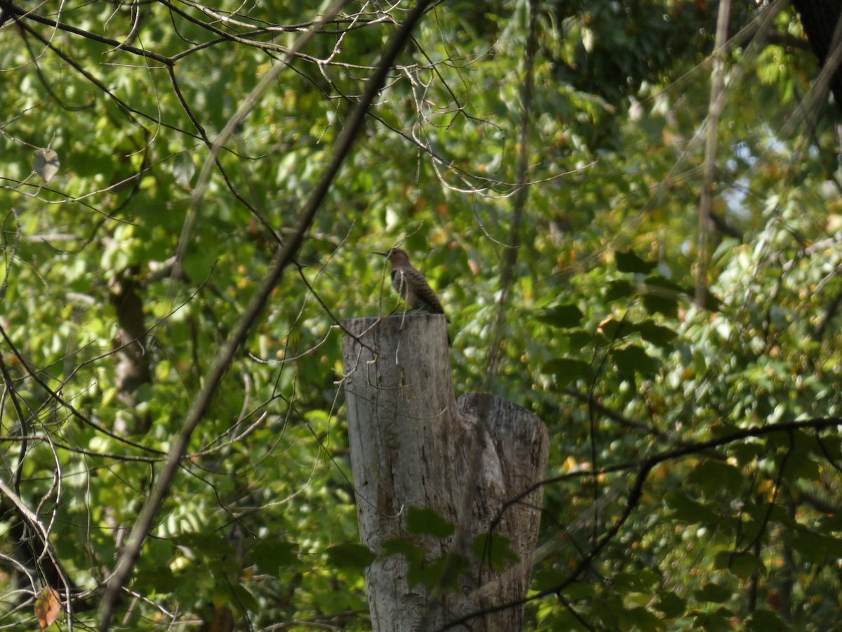 Northern Flicker - ML642214294