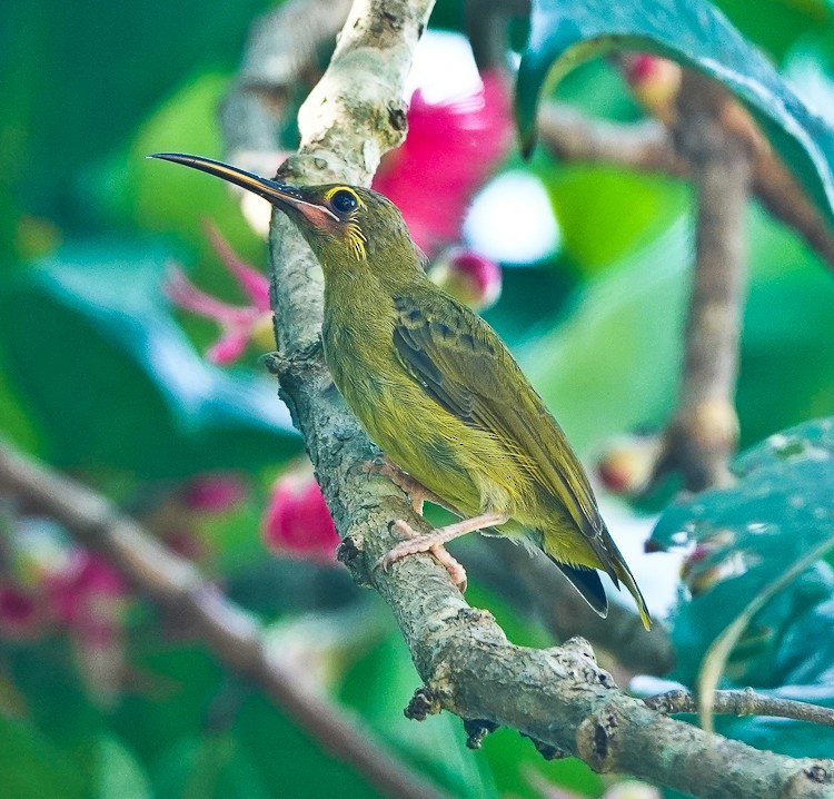 Yellow-eared Spiderhunter - ML642214307