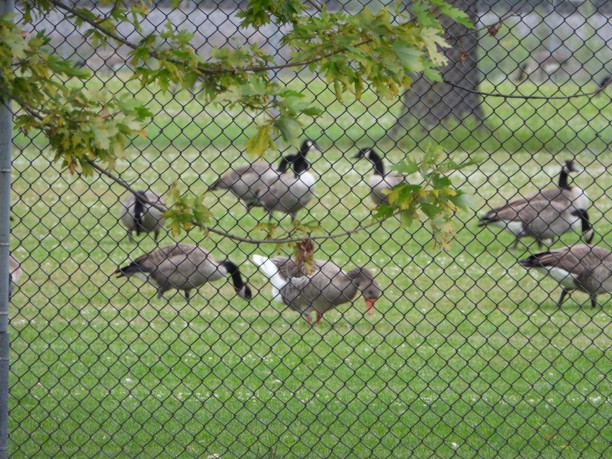 husa velká (domestikovaná) - ML642214311