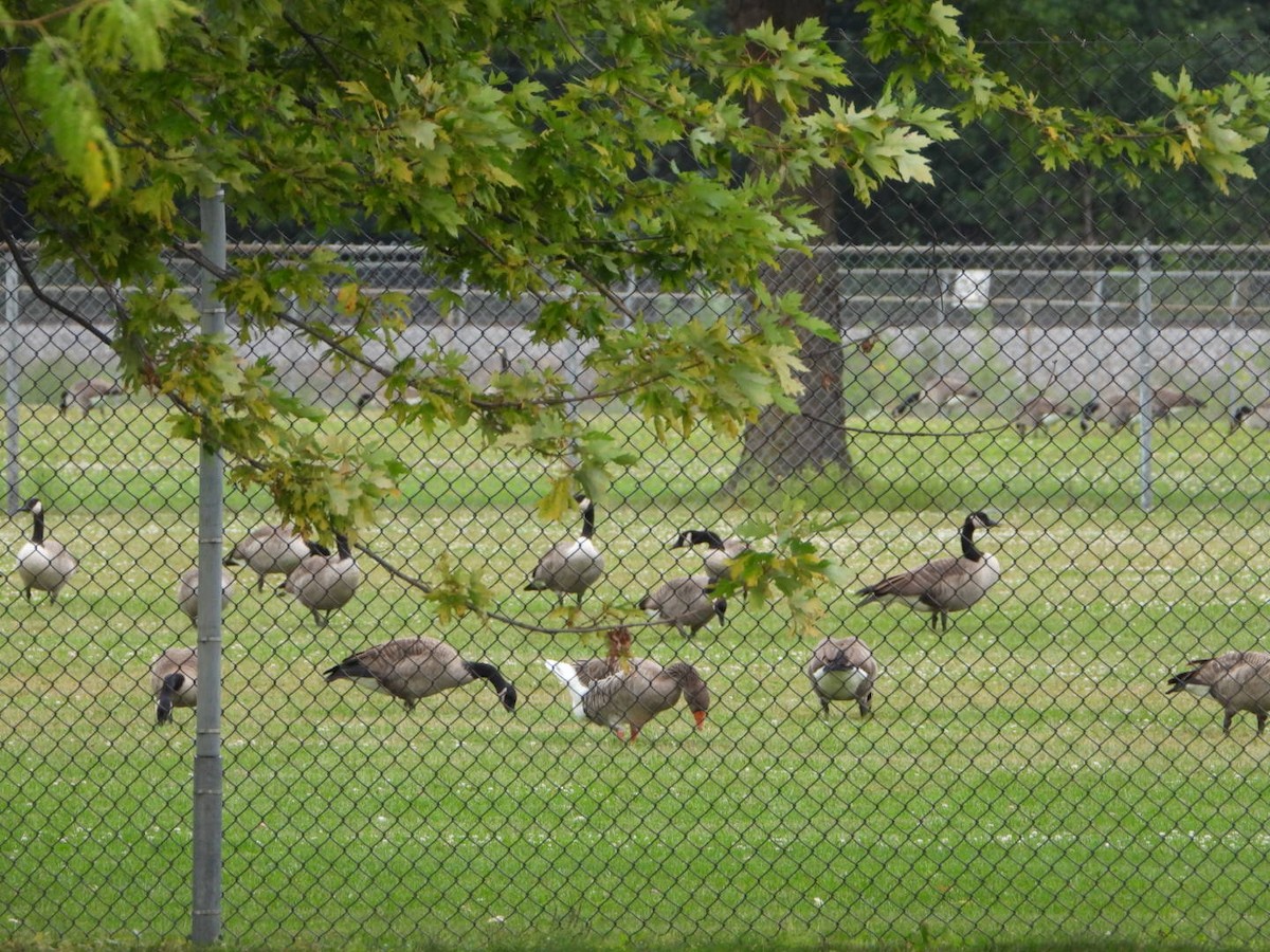 husa velká (domestikovaná) - ML642214312