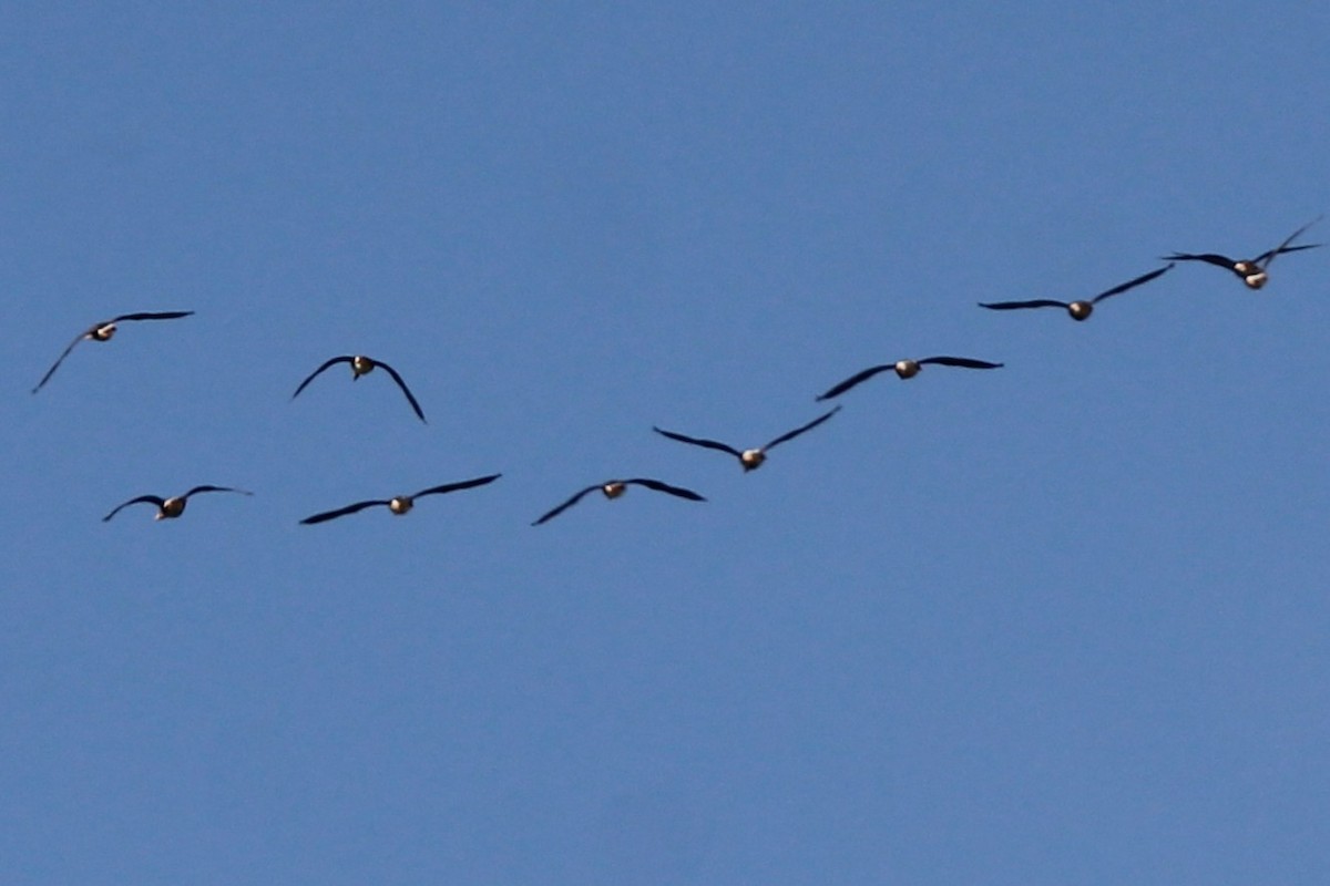 Greater White-fronted Goose - ML642214336