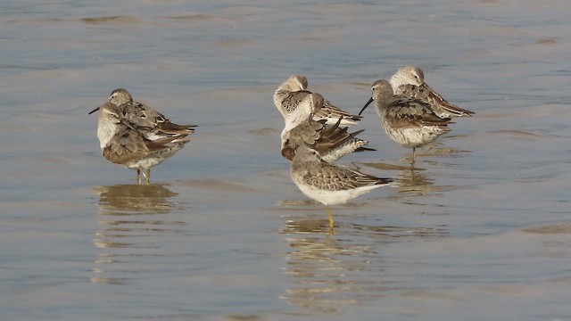 styltesnipe - ML642214354