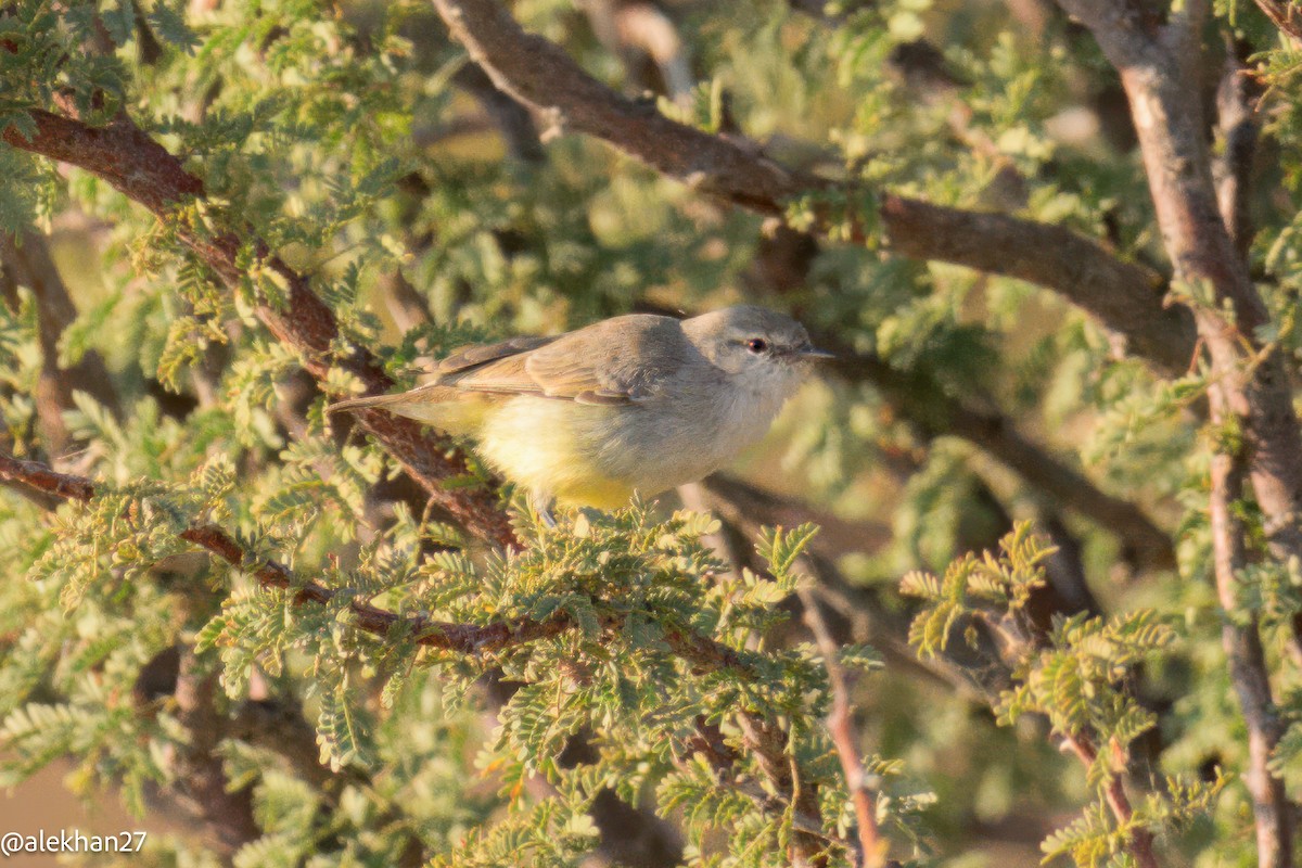 gulbukeremomela - ML642214373