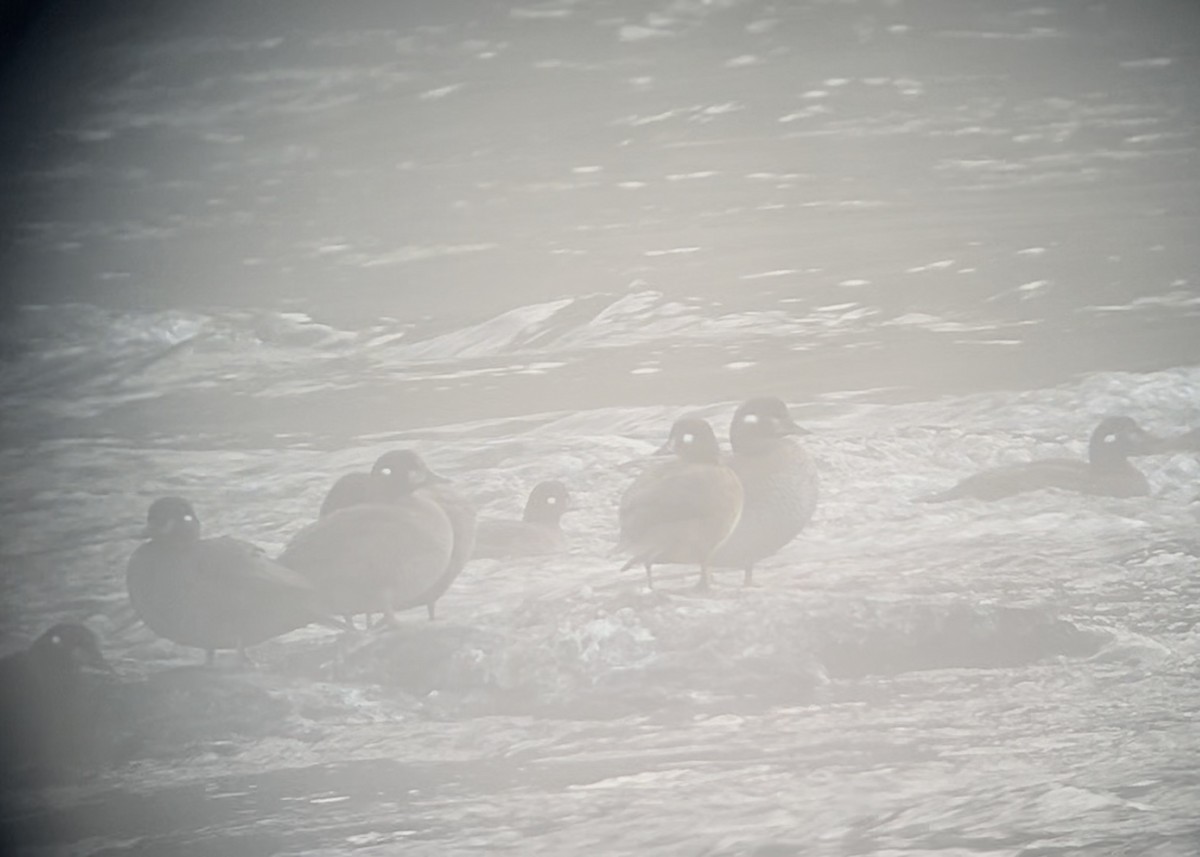 Moretta arlecchino - ML642214385