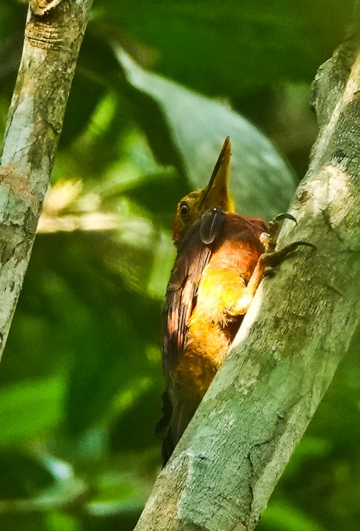 Orange-backed Woodpecker - ML642214402