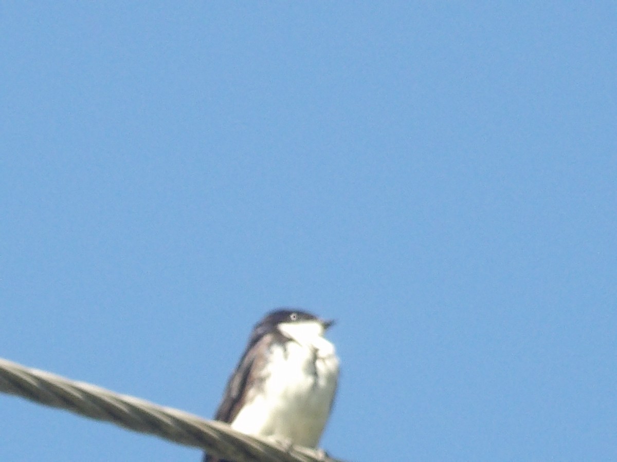 cyansvale (cyanoleuca) - ML642214410