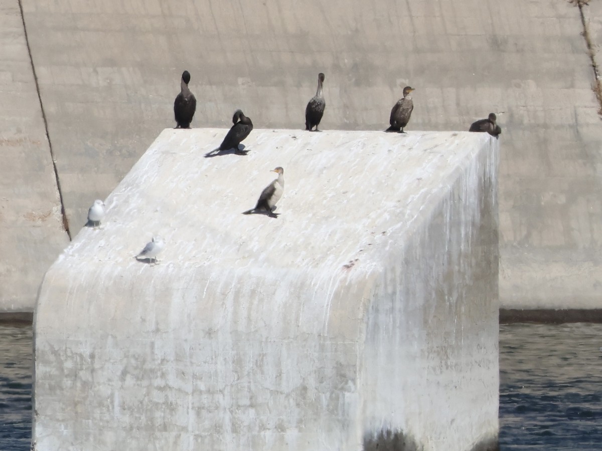 Double-crested Cormorant - ML642214412