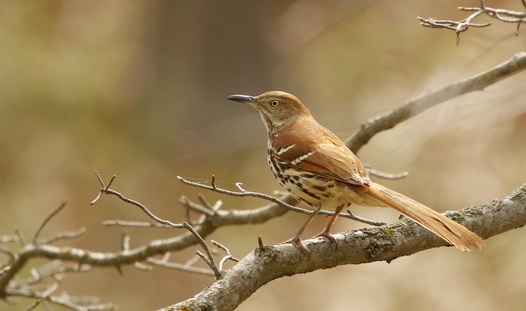 Brown Thrasher - ML642214416