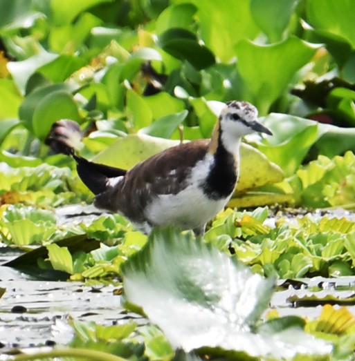 Pheasant-tailed Jacana - ML642214418