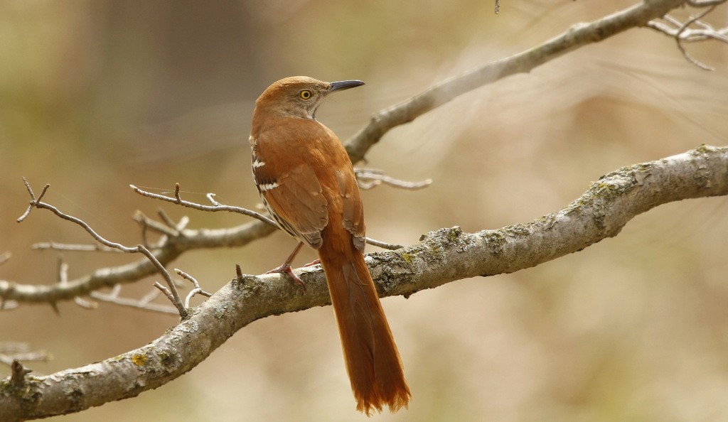 Brown Thrasher - ML642214421