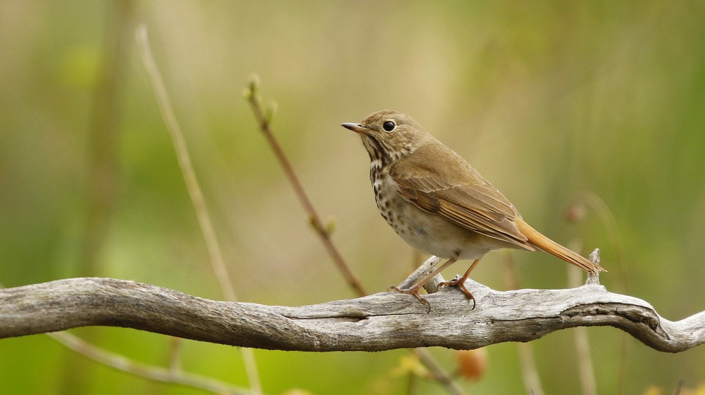 Hermit Thrush - ML642214424