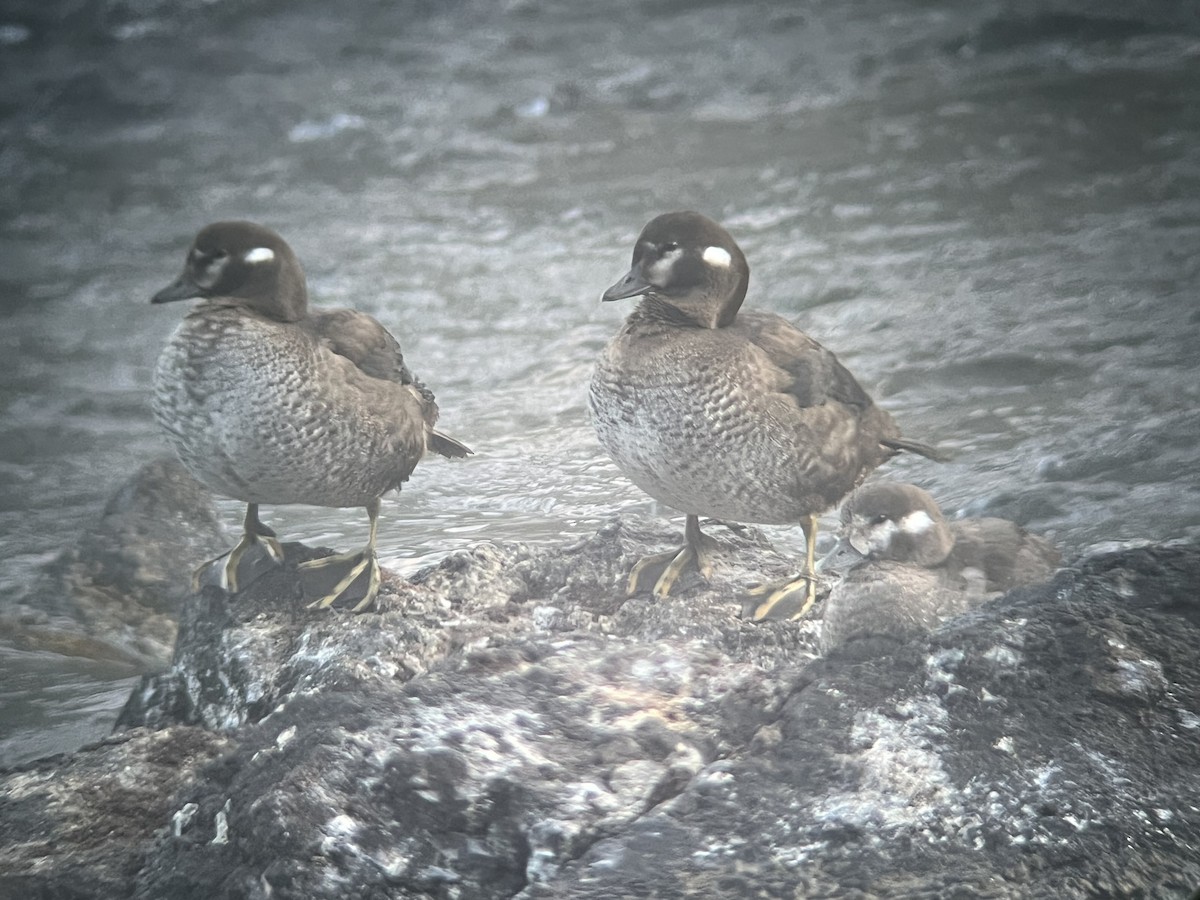 Moretta arlecchino - ML642214425