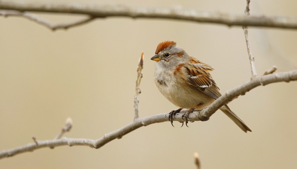 American Tree Sparrow - ML642214437