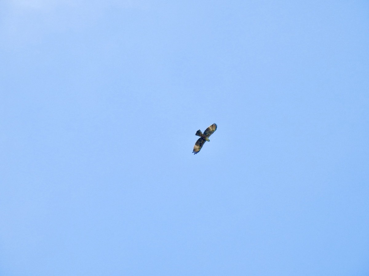 アカハラクマタカ - ML642214461