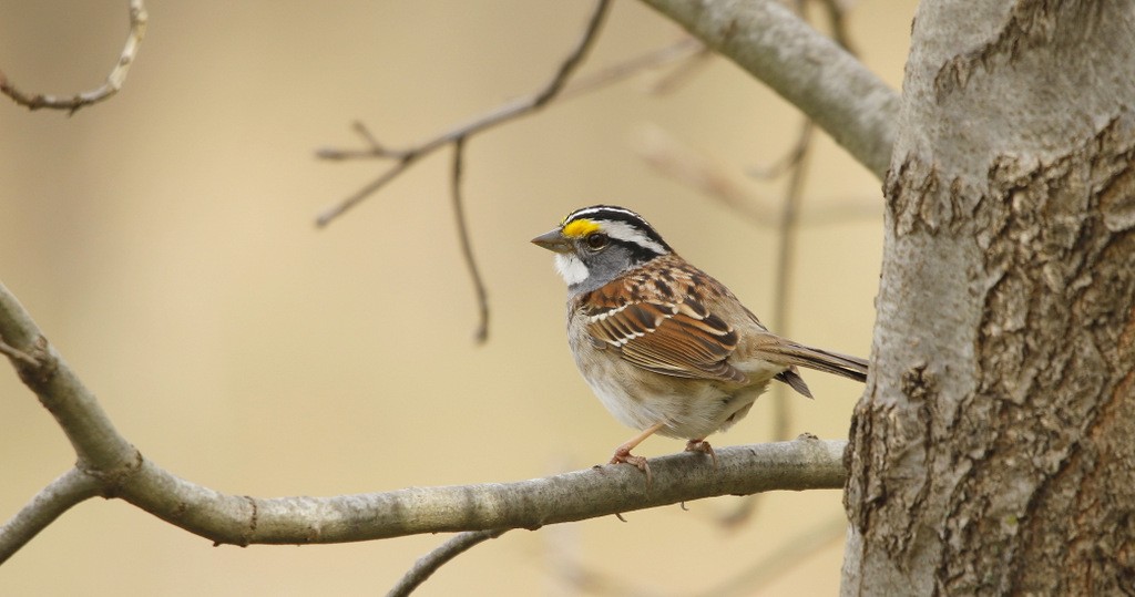 White-throated Sparrow - ML642214463