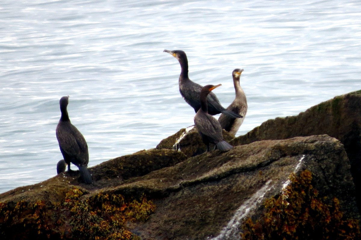 Тураг гогой - ML642214464