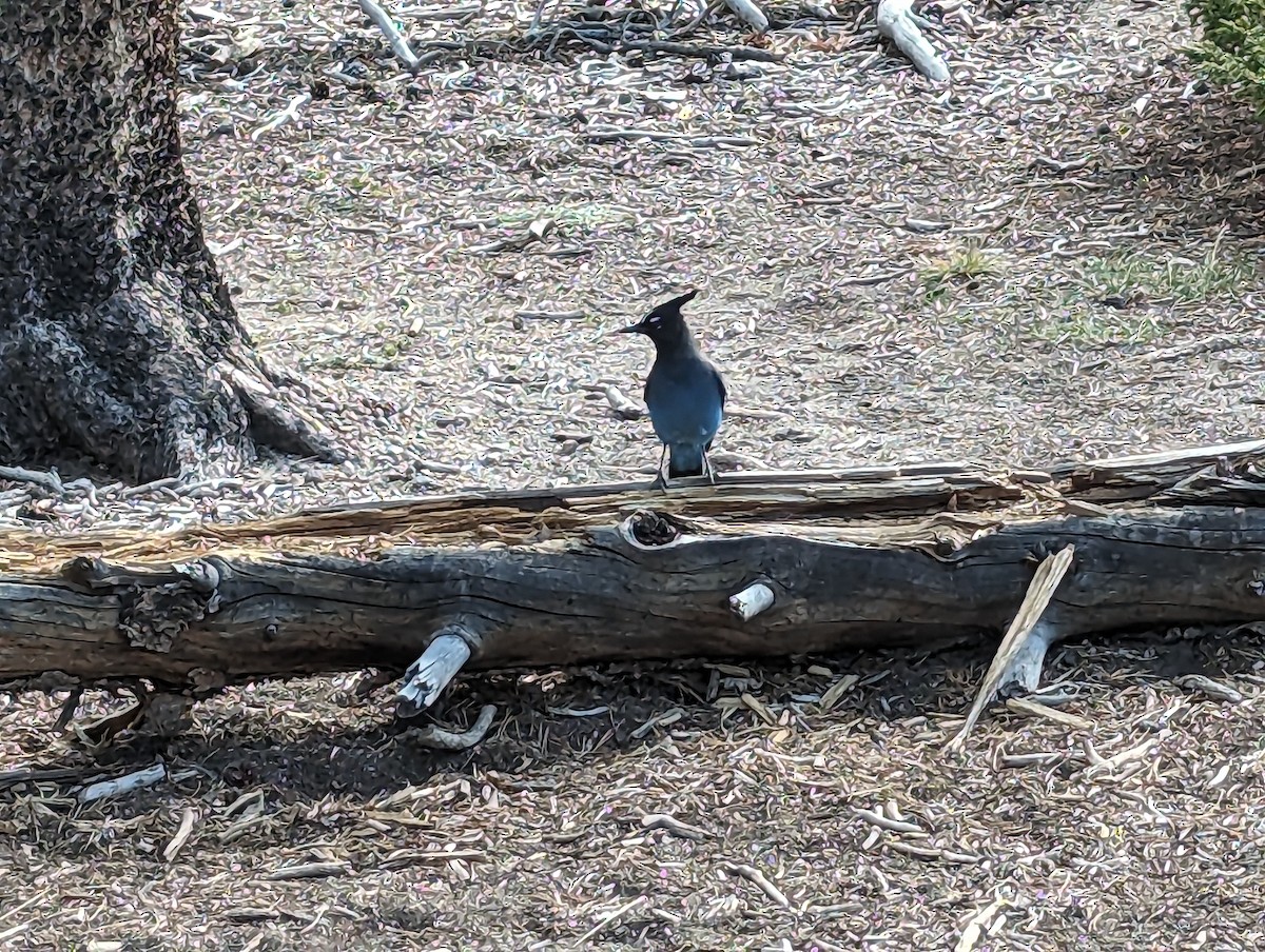 Steller's Jay - ML642214465