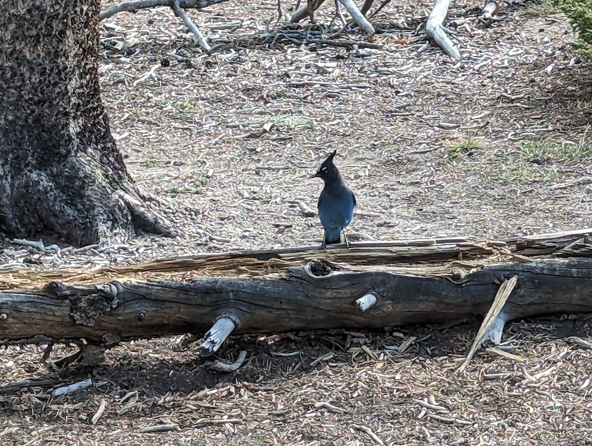 Steller's Jay - ML642214466