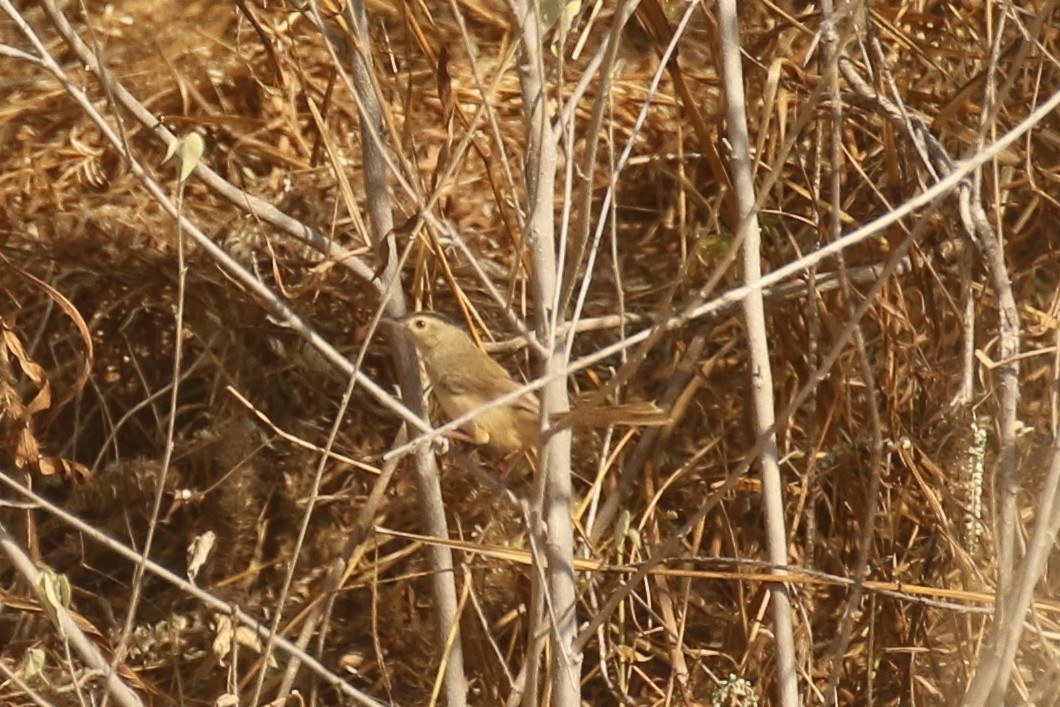 Prinia simple - ML642214467