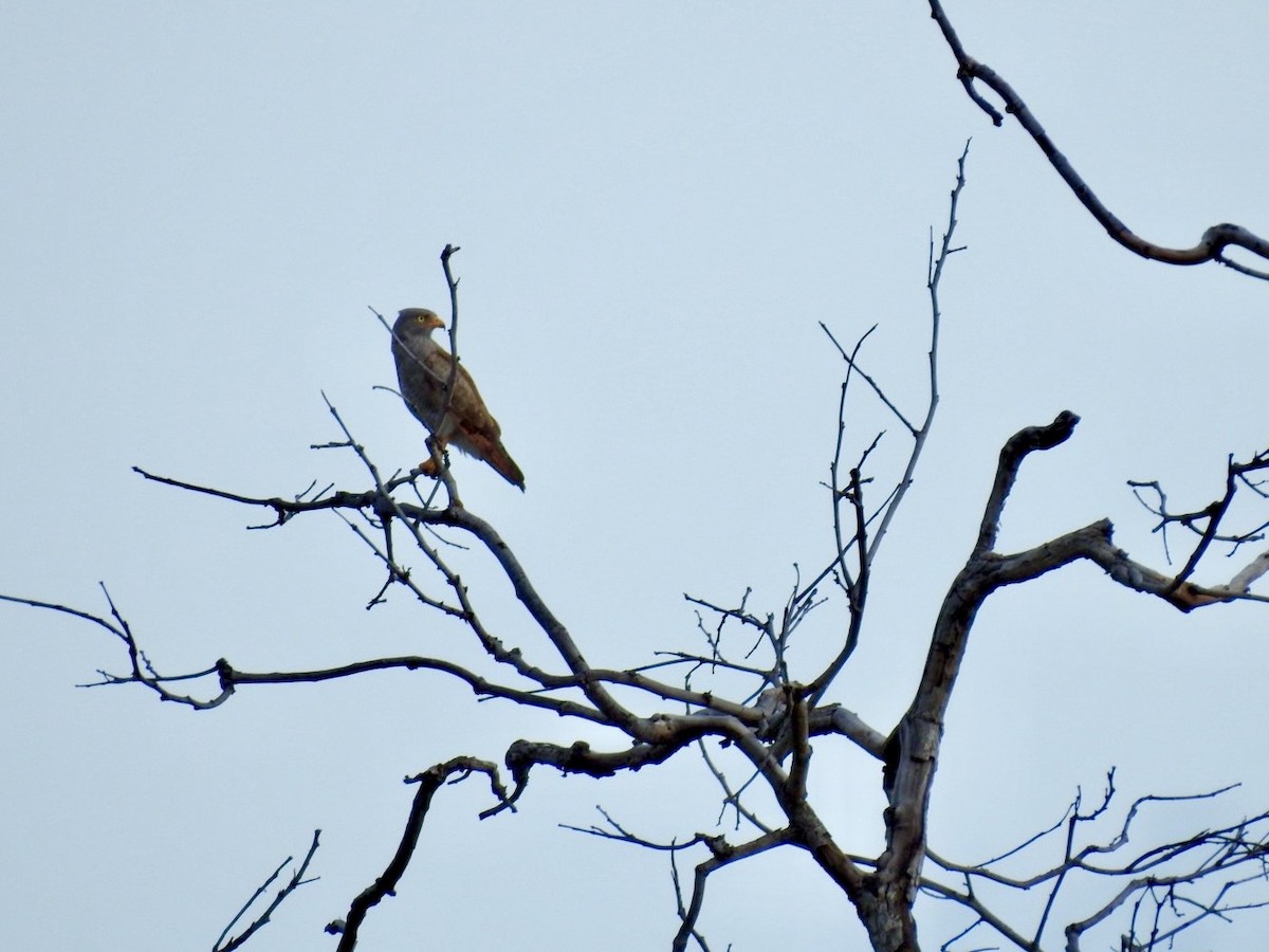 Rufous-winged Buzzard - ML642214471