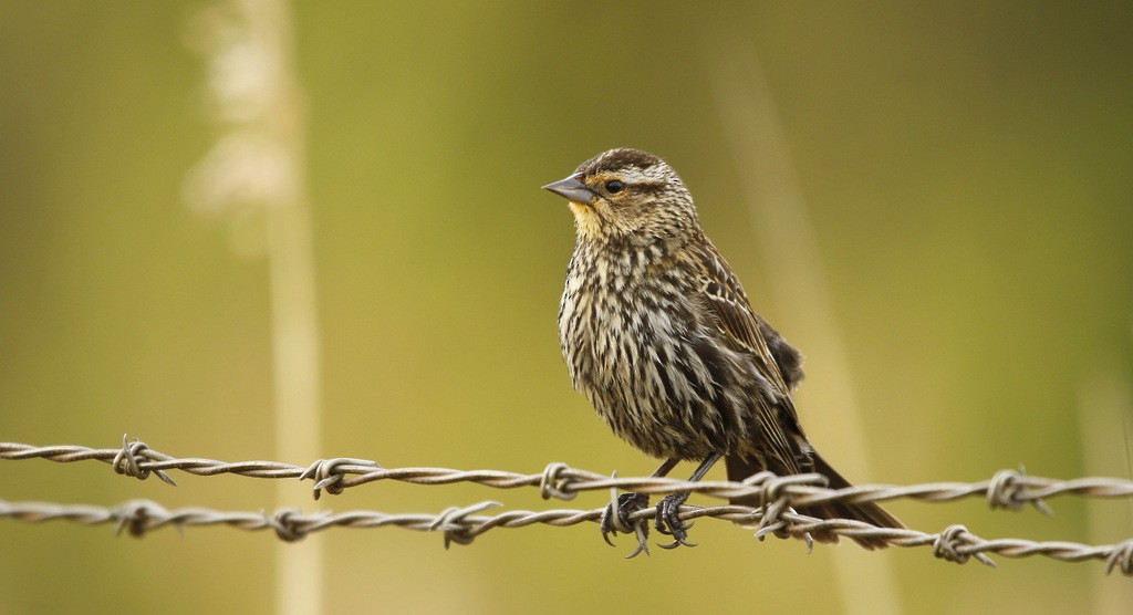 Red-winged Blackbird - ML642214475