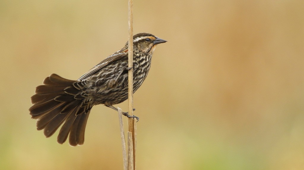 Red-winged Blackbird - ML642214485