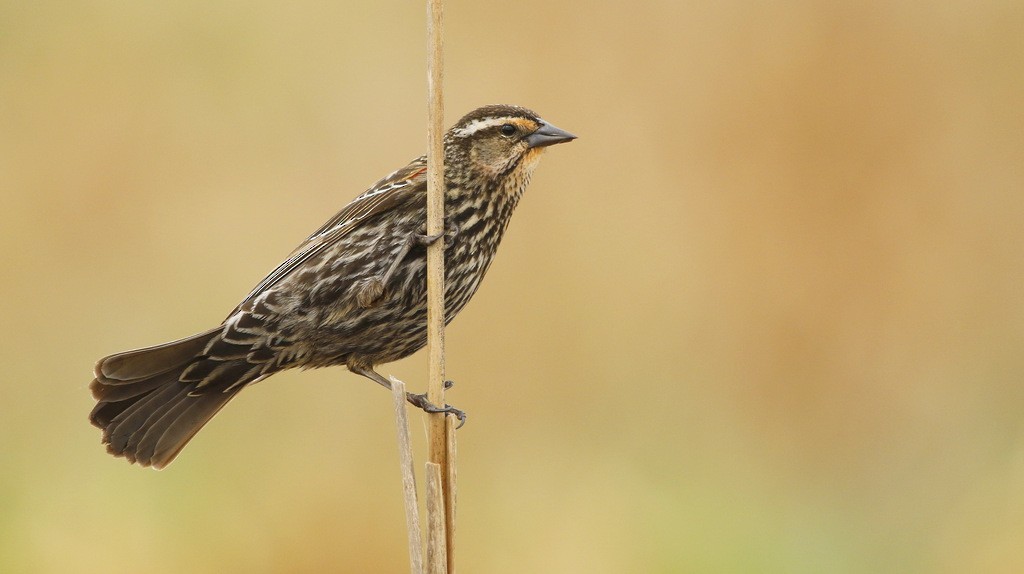 Red-winged Blackbird - ML642214490