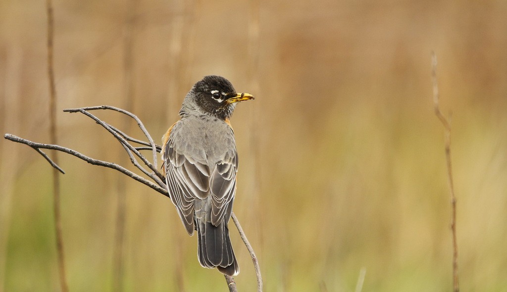 American Robin - ML642214494