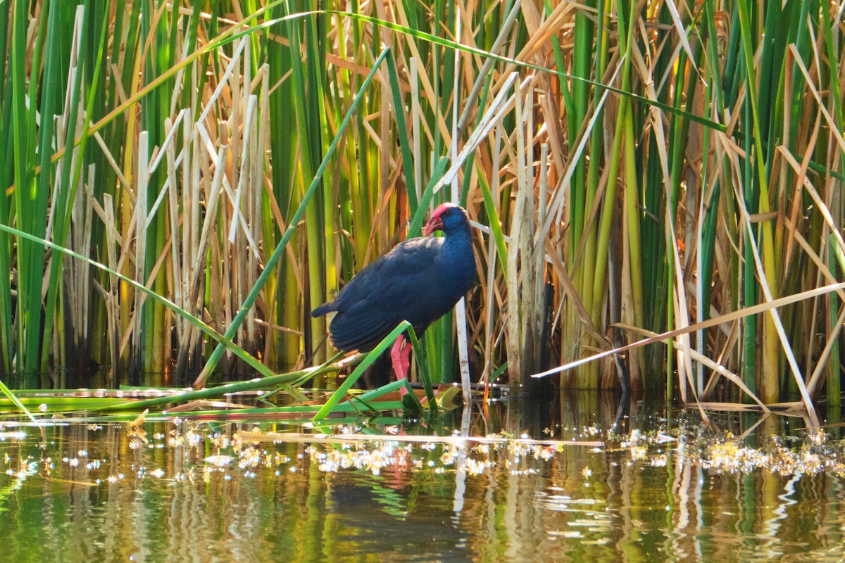 Western Swamphen - ML642214499