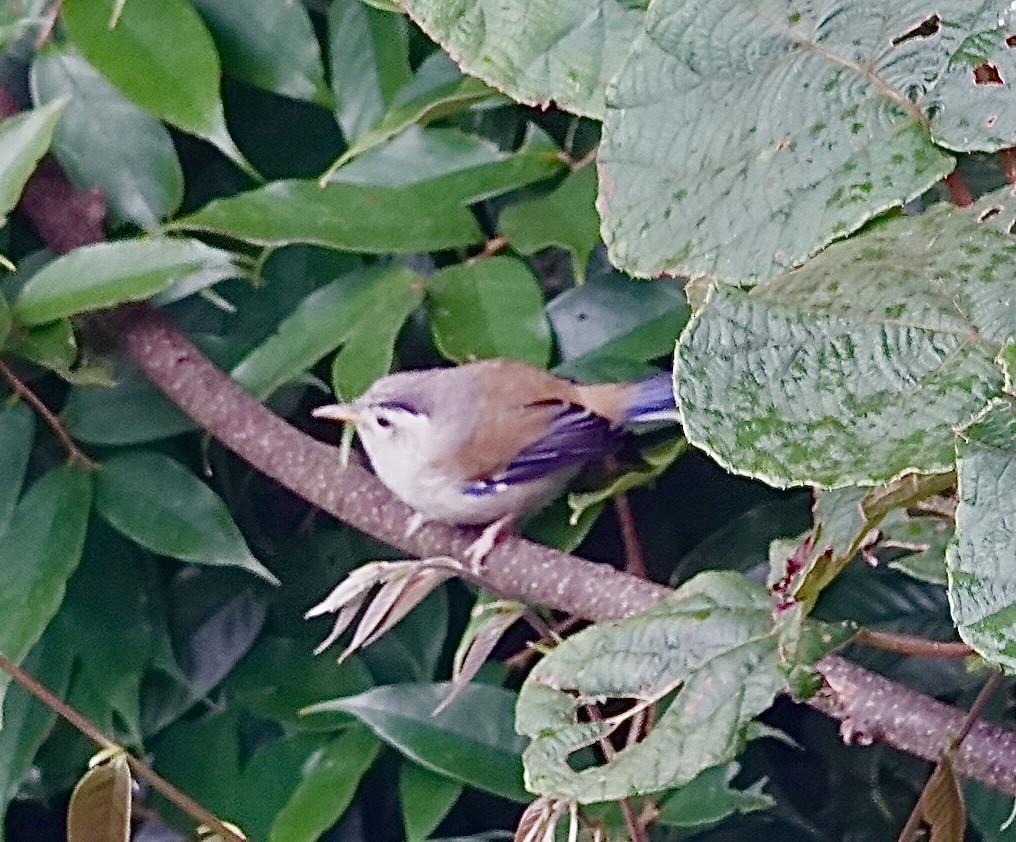 Blue-winged Minla - ML642214519