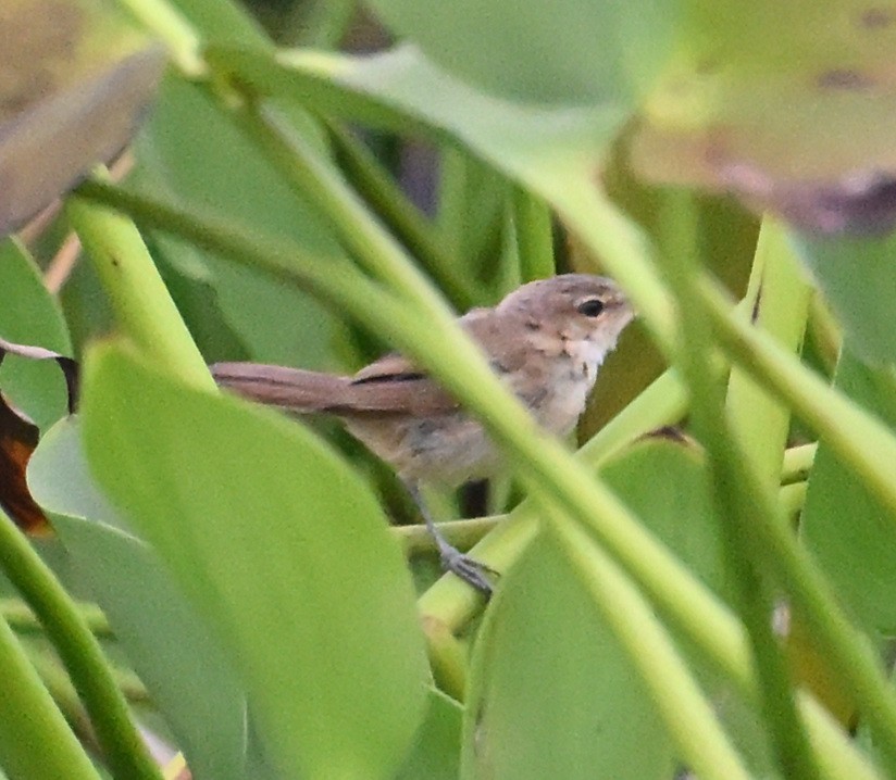 Middendorff's Grasshopper Warbler - ML642214522
