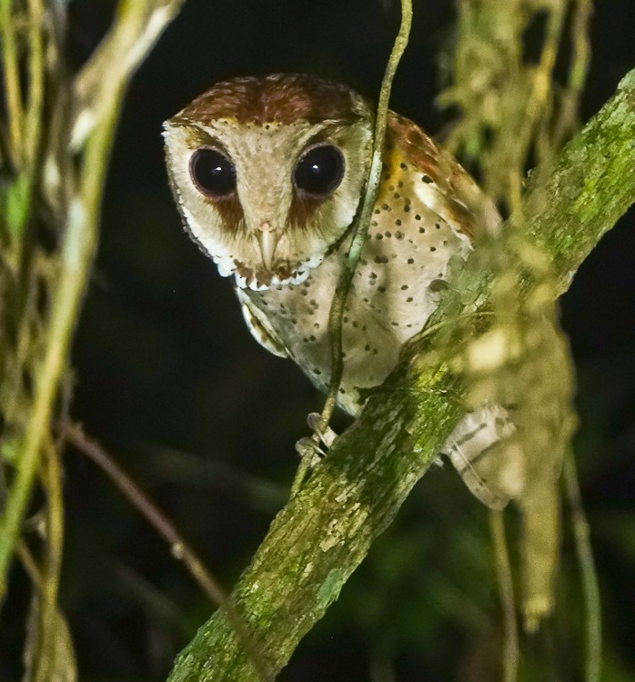 Oriental Bay-Owl - ML642214549