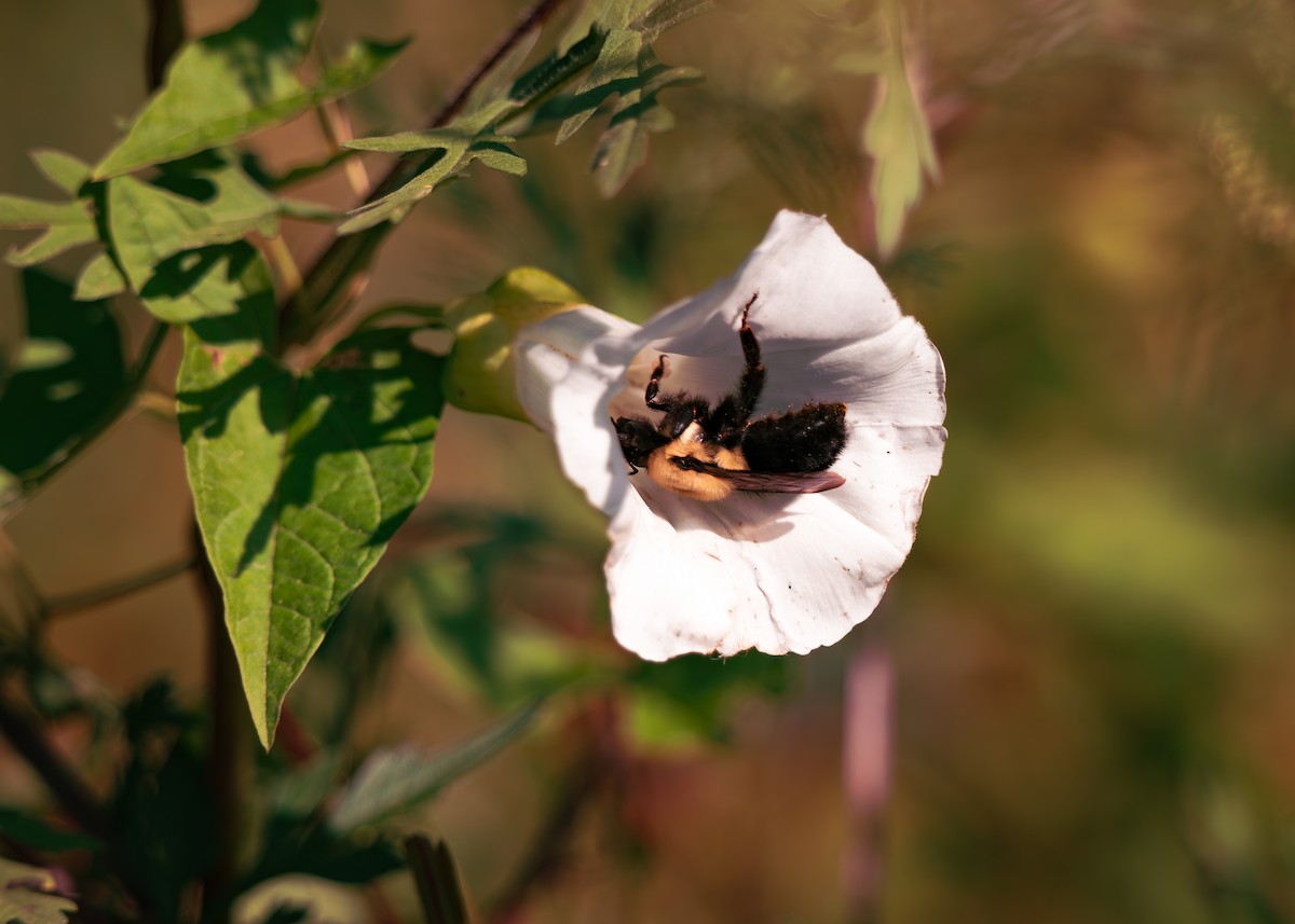 Common Eastern Bumblebee - ML642214561