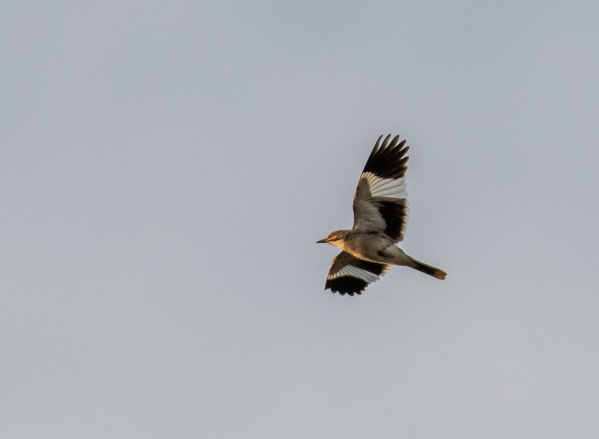 Gray Monjita - ML642214564