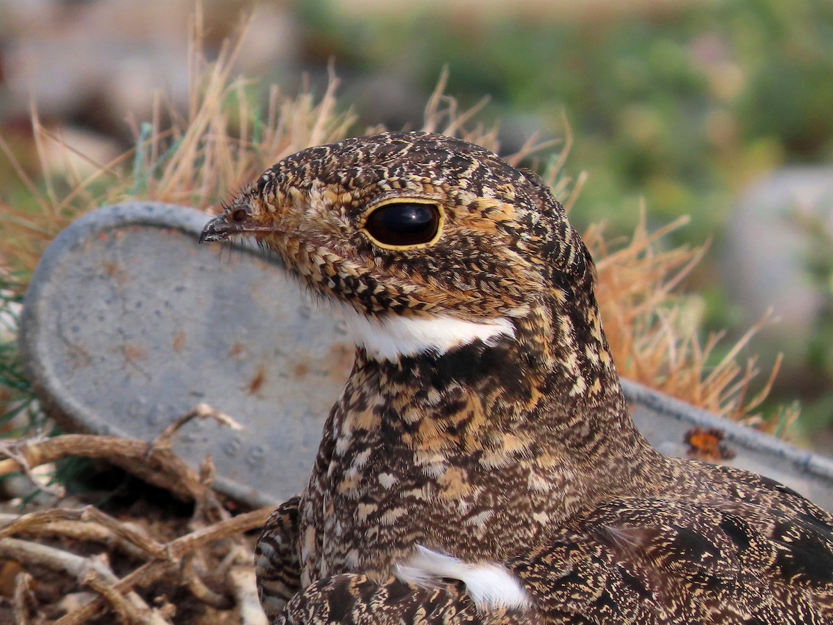 Nacunda Nighthawk - ML642214573