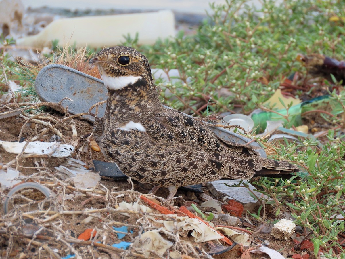 Nacunda Nighthawk - ML642214581