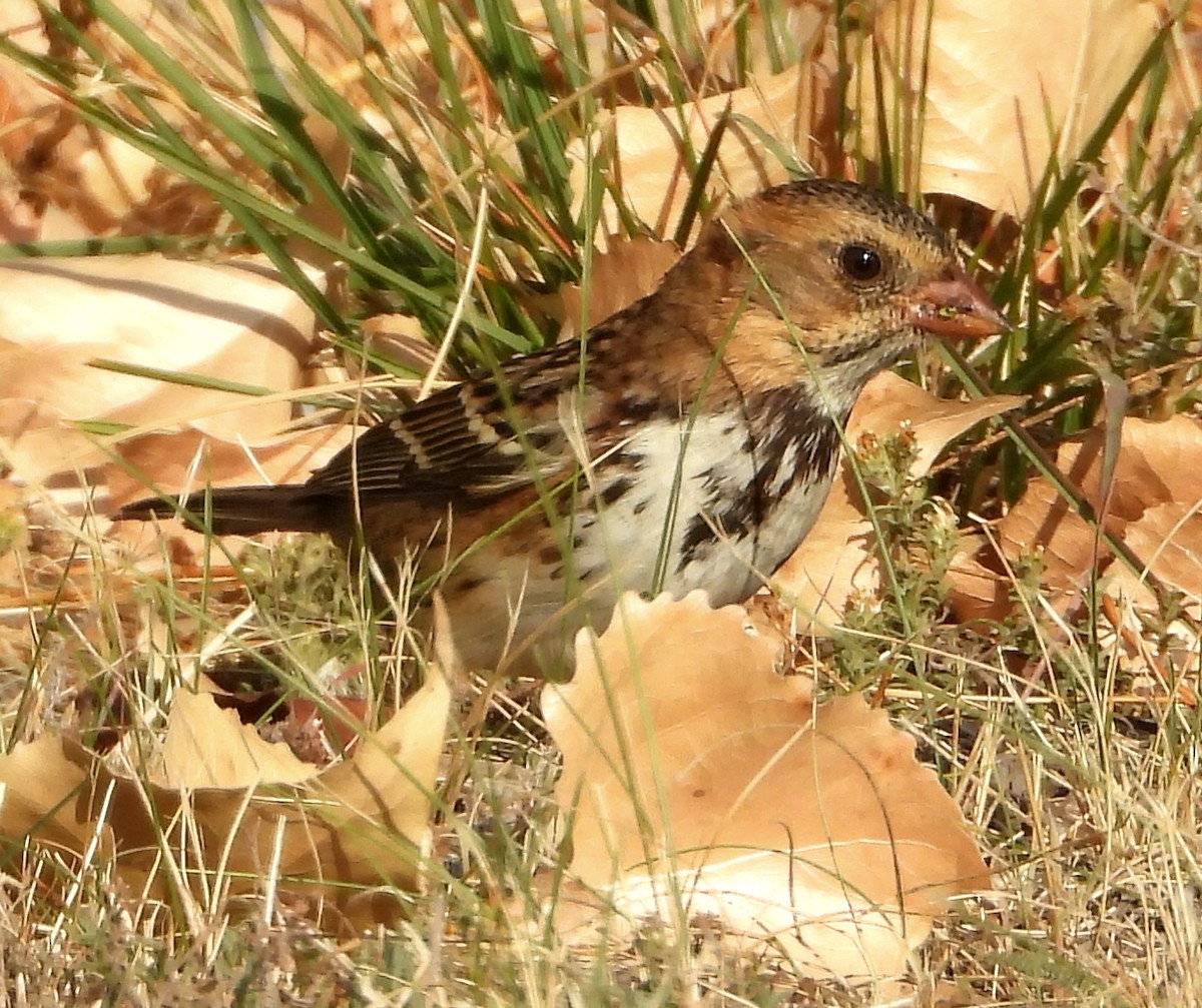 Harris's Sparrow - ML642214591