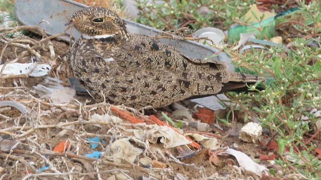 Nacunda Nighthawk - ML642214597