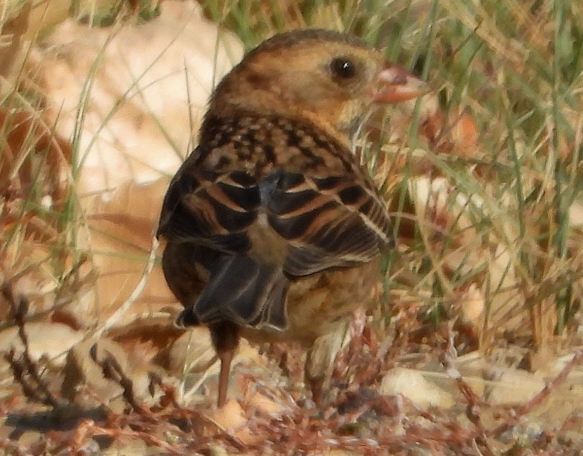 Harris's Sparrow - ML642214605