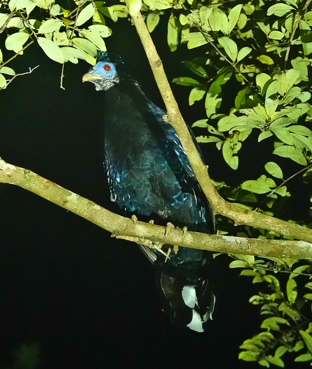 Malayan Crested Fireback - ML642214606
