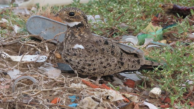 Nacunda Nighthawk - ML642214614