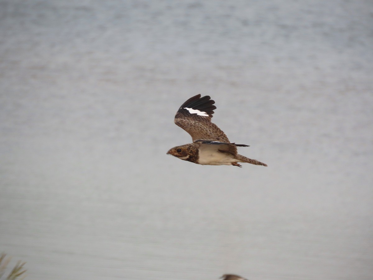 Nacunda Nighthawk - ML642214628