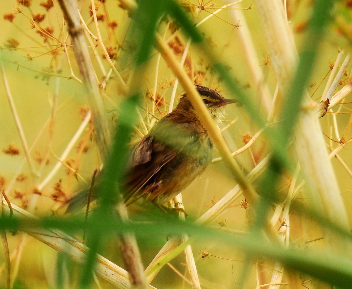 Sedge Warbler - ML642214638