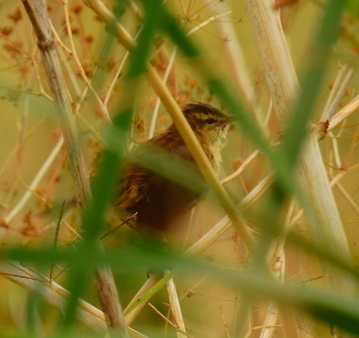 Sedge Warbler - ML642214639