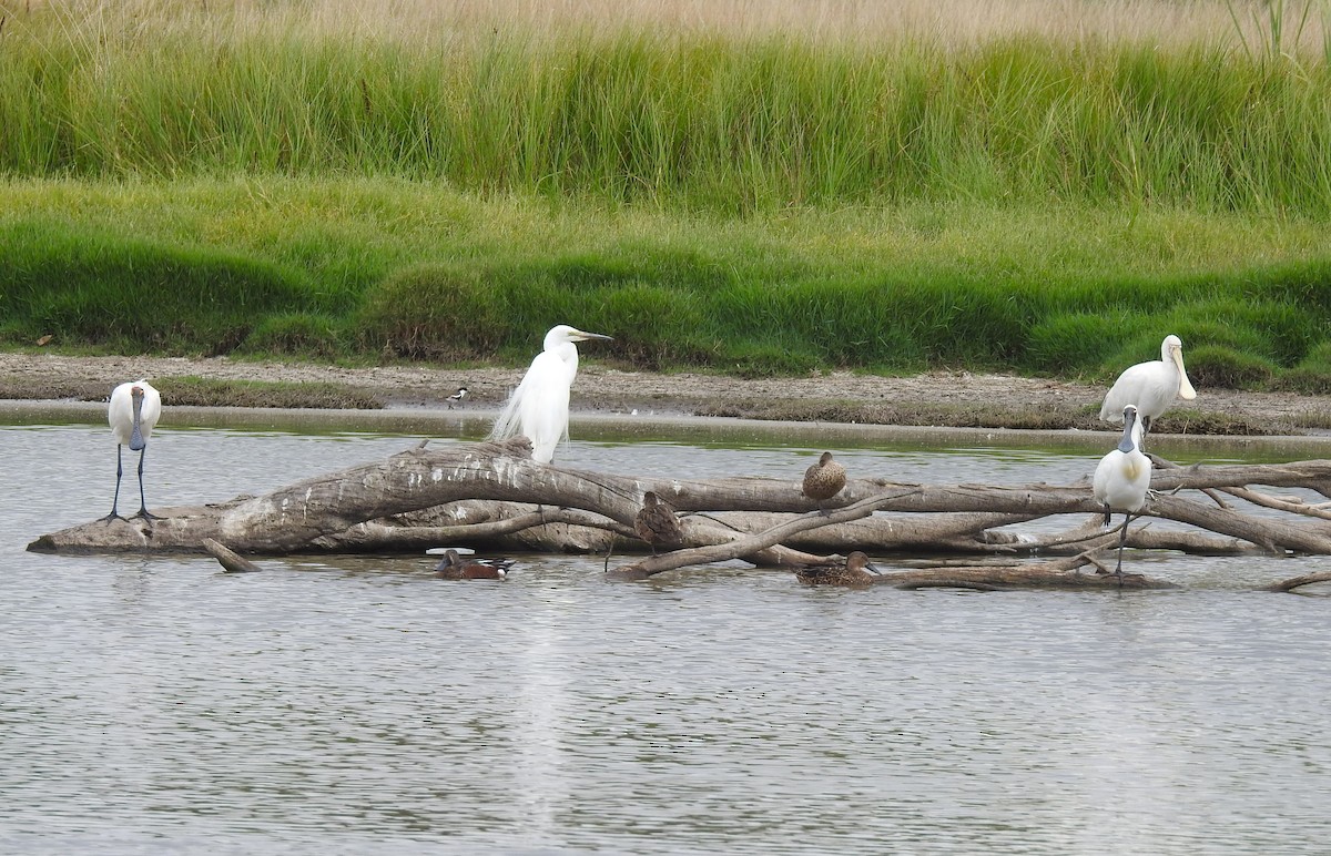 kongeskjestork - ML642214674