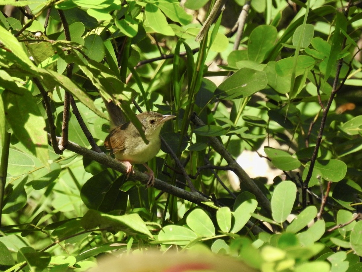 Brown Prinia - ML642214678
