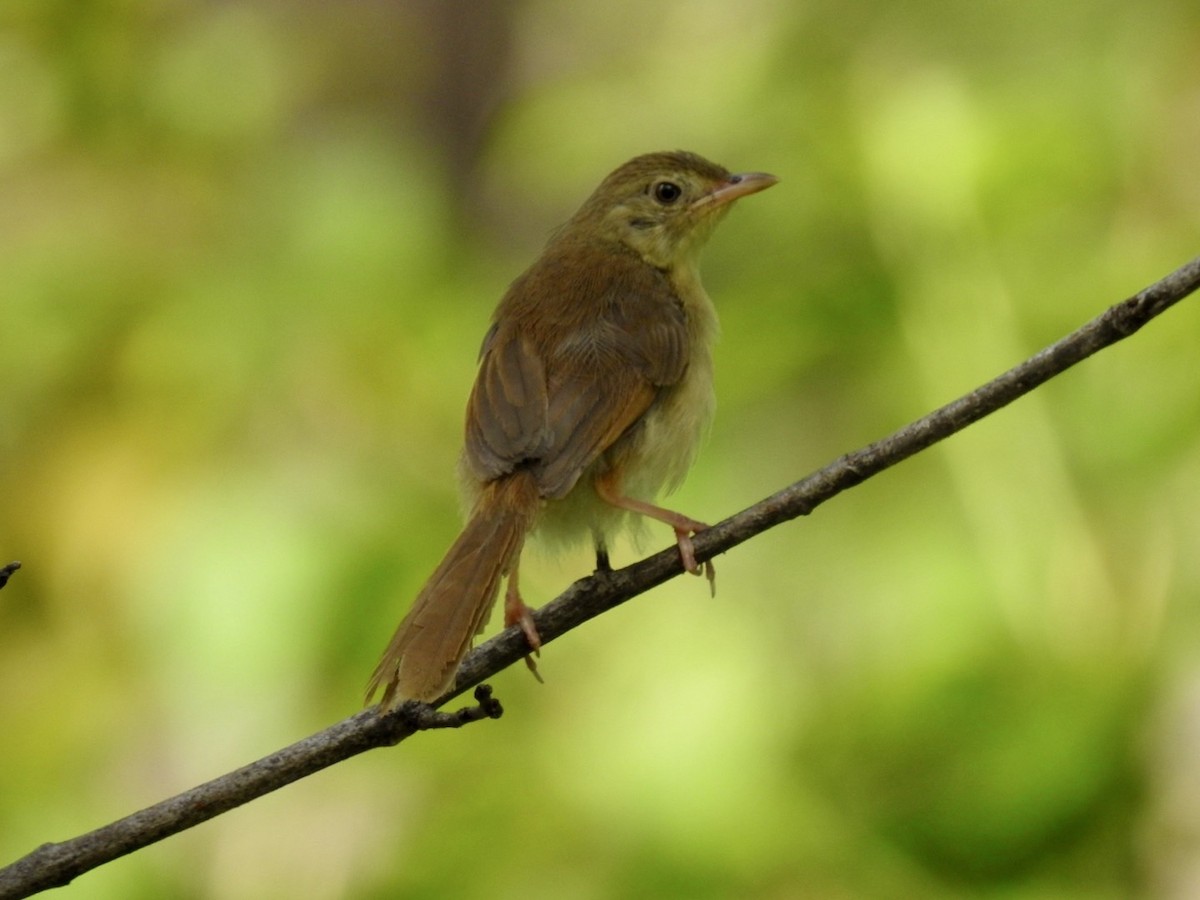 Brown Prinia - ML642214679